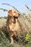 GOLDEN RETRIEVER 180